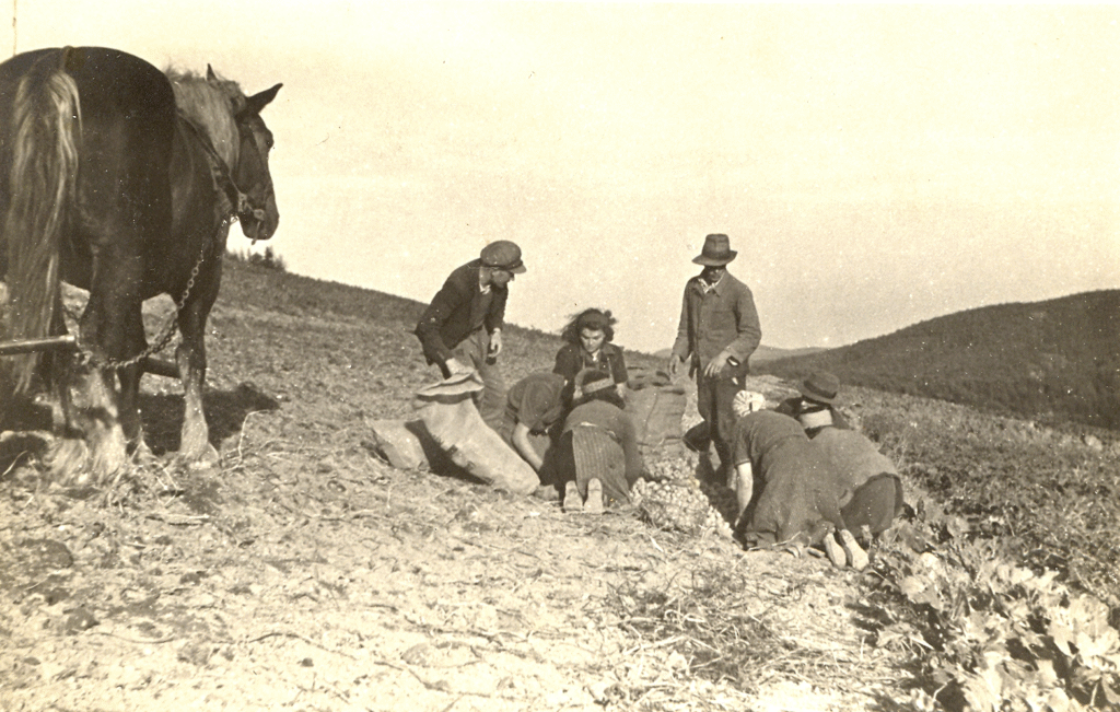 Kartoffelernte 1930